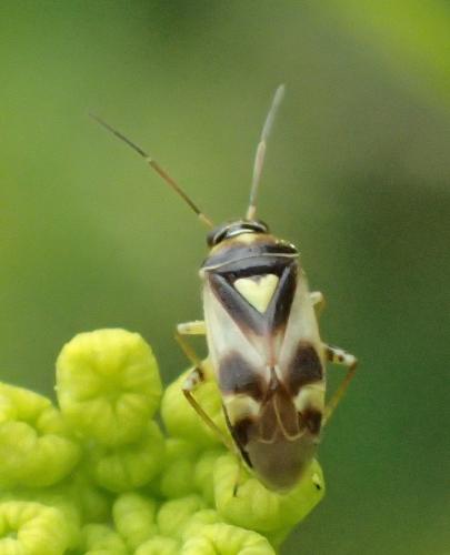Réf. 190 185 : Orthops sp.